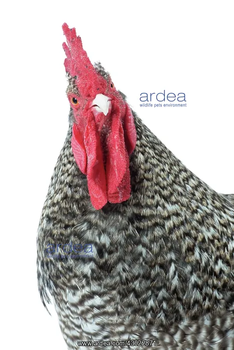  : Coucou de Rennes Chicken Cockerel  /  Rooster