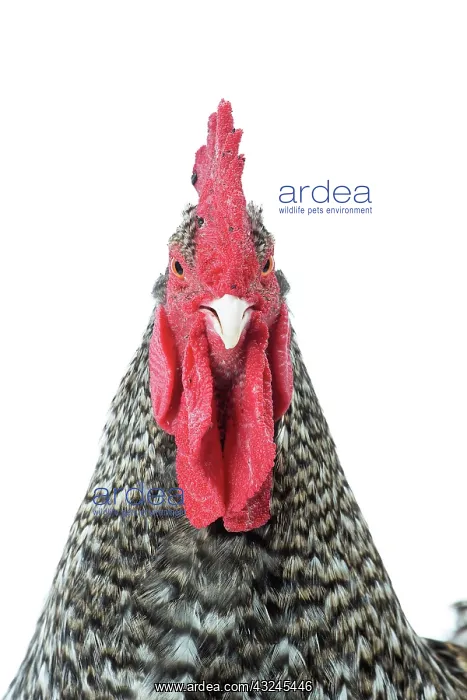  : Coucou de Rennes Chicken Cockerel  /  Rooster