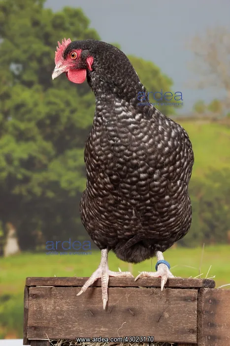 : Coucou de Rennes Chicken hen : Coucou de Rennes Chicken hen