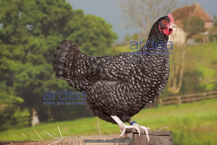 : Coucou de Rennes Chicken hen : Coucou de Rennes Chicken hen