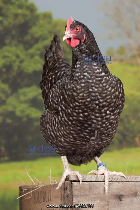 : Coucou de Rennes Chicken hen : Coucou de Rennes Chicken hen