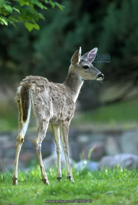 : Coues Deer (Subspecies of White-tailed Deer) : Coues Deer (Subspecies of White-tailed Deer)