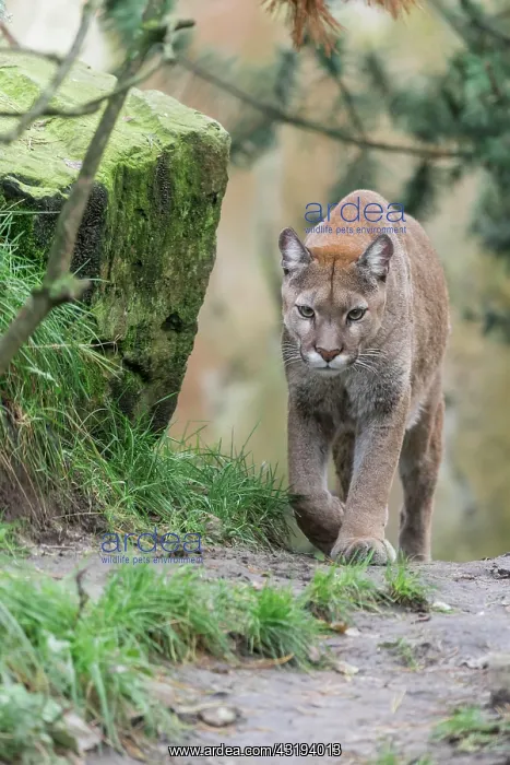 : Cougar (Cougar concolor) : Cougar (Cougar concolor)