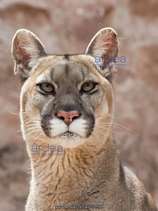 : Cougar (Cougar concolor), animal portrait, captive : Cougar (Cougar concolor), animal portrait, captive