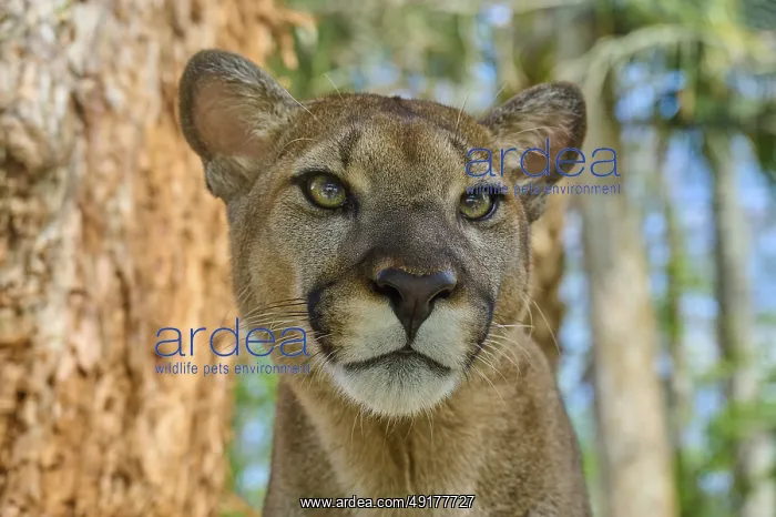 : Cougar (Cougar concolor), close-up of a Cougar in the forest with intense gaze : Cougar (Cougar concolor), close-up of a Cougar in the forest with intense gaze