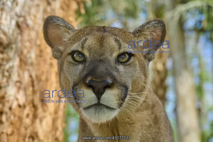 : Cougar (Cougar concolor), in the forest with direct view and natural colours : Cougar (Cougar concolor), in the forest with direct view and natural colours