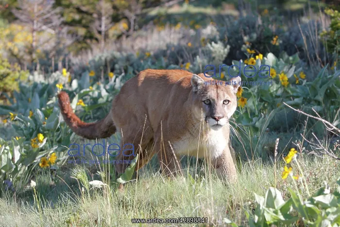 : Cougar / Mountain Lion : Cougar / Mountain Lion