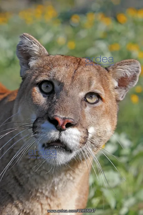 : Cougar / Mountain Lion : Cougar / Mountain Lion