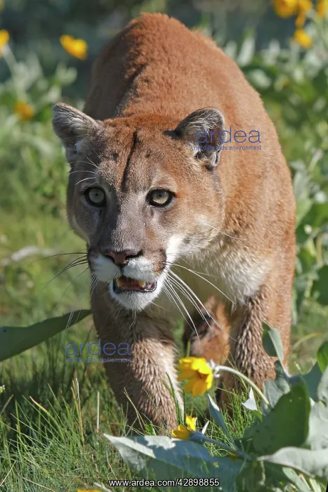 : Cougar / Mountain Lion : Cougar / Mountain Lion