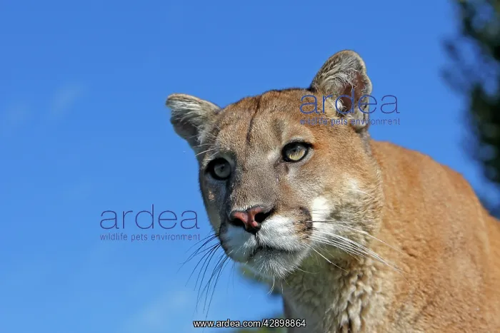 : Cougar / Mountain Lion : Cougar / Mountain Lion
