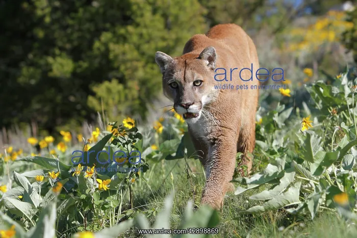 : Cougar / Mountain Lion : Cougar / Mountain Lion