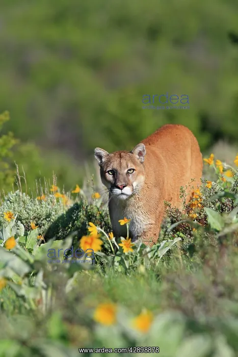 : Cougar / Mountain Lion : Cougar / Mountain Lion