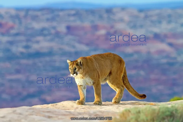 : Cougar / Mountain Lion : Cougar / Mountain Lion