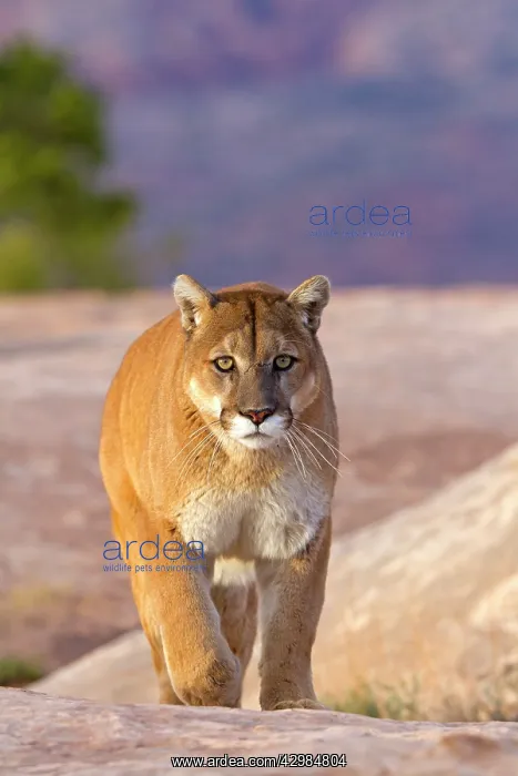  : Cougar  /  Mountain Lion