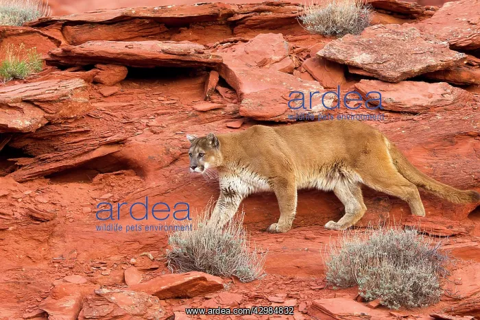 : Cougar / Mountain Lion : Cougar / Mountain Lion