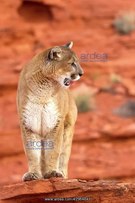 : Cougar / Mountain Lion : Cougar / Mountain Lion