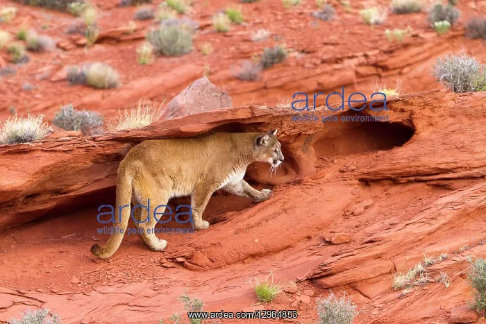 : Cougar / Mountain Lion : Cougar / Mountain Lion