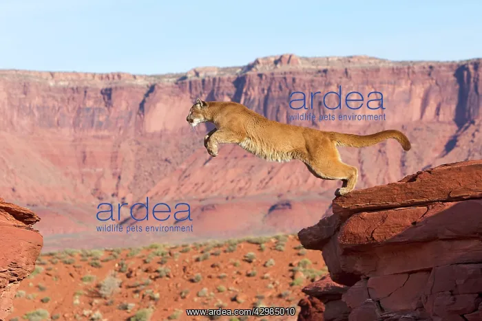 : Cougar / Mountain Lion : Cougar / Mountain Lion