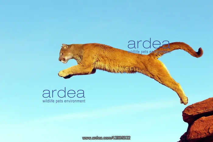 : Cougar / Mountain Lion : Cougar / Mountain Lion