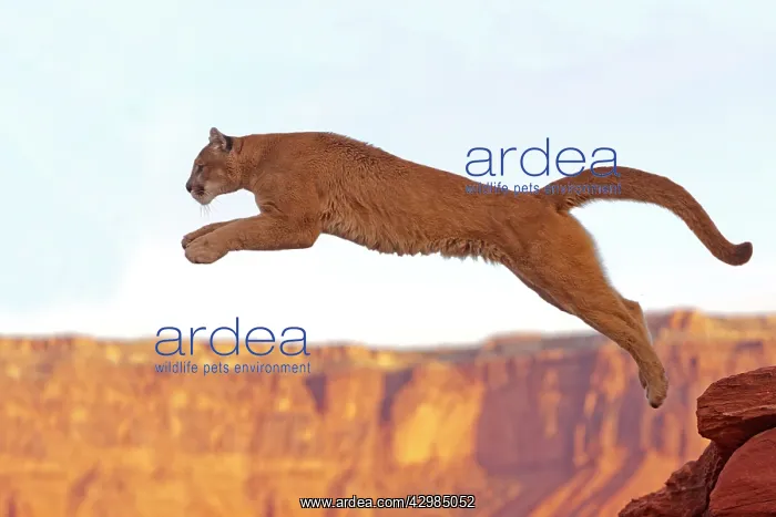 : Cougar / Mountain Lion : Cougar / Mountain Lion