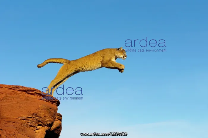 : Cougar / Mountain Lion : Cougar / Mountain Lion