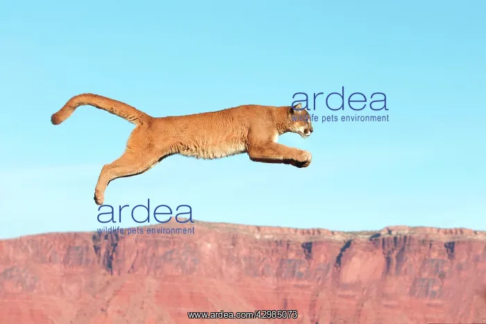 : Cougar / Mountain Lion : Cougar / Mountain Lion