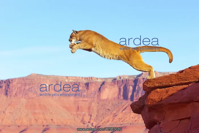 : Cougar / Mountain Lion : Cougar / Mountain Lion