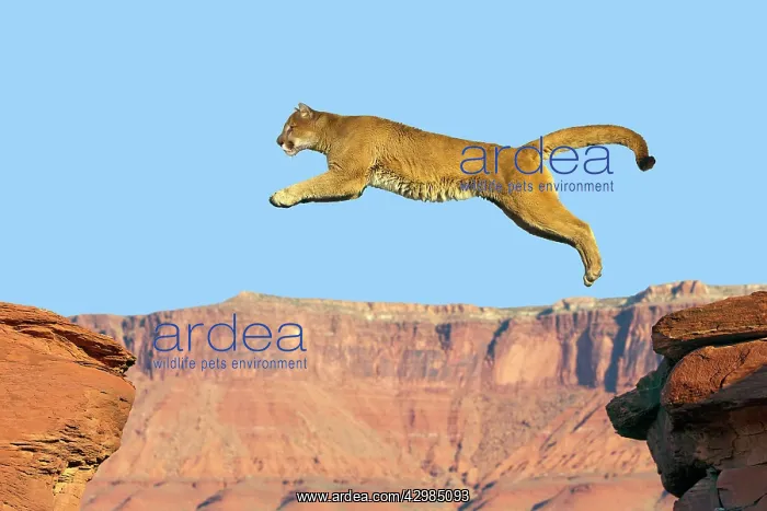 : Cougar / Mountain Lion : Cougar / Mountain Lion