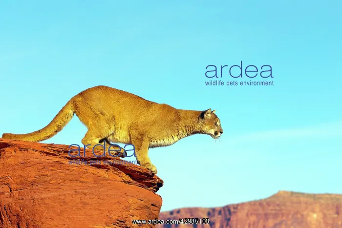 : Cougar / Mountain Lion : Cougar / Mountain Lion