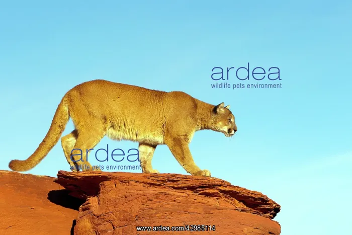 : Cougar / Mountain Lion : Cougar / Mountain Lion