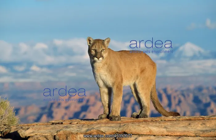 : Cougar / Mountain Lion : Cougar / Mountain Lion