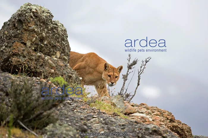: Cougar Mountain Lion adult female : Cougar Mountain Lion adult female