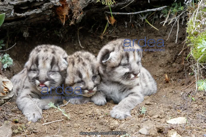 : Cougar / Mountain Lion - Babies 3 days old : Cougar / Mountain Lion - Babies 3 days old