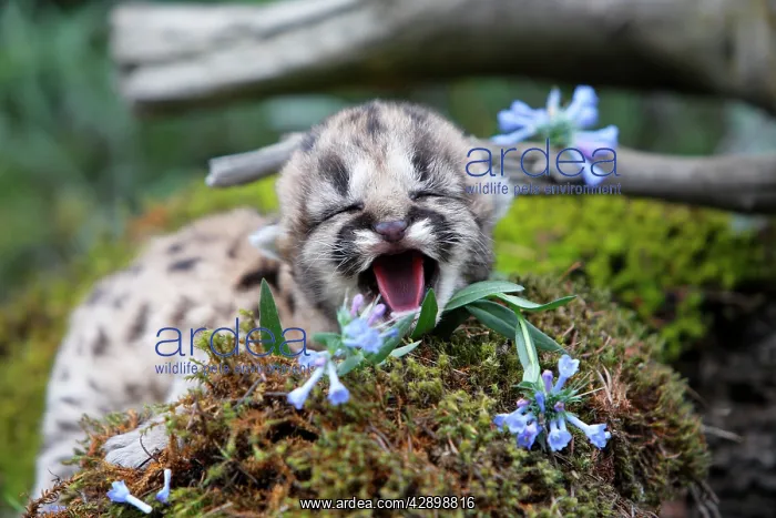  : Cougar  /  Mountain Lion - Babies 3 days old