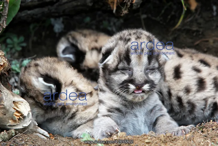 : Cougar / Mountain Lion - Babies 3 days old : Cougar / Mountain Lion - Babies 3 days old