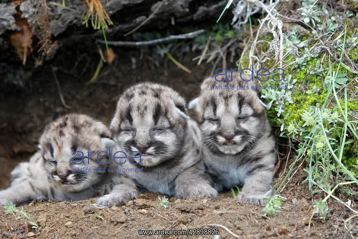 : Cougar / Mountain Lion - Babies 3 days old : Cougar / Mountain Lion - Babies 3 days old