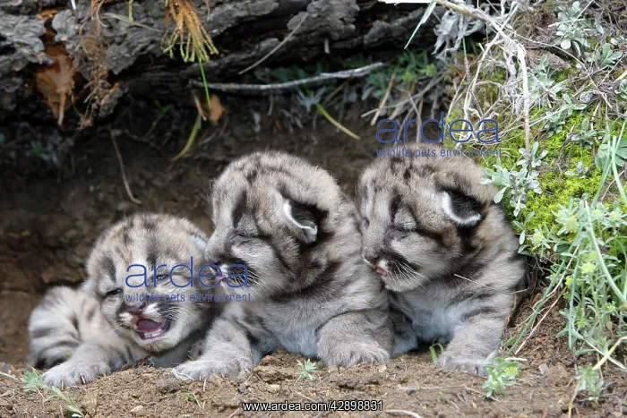 : Cougar / Mountain Lion - Babies 3 days old : Cougar / Mountain Lion - Babies 3 days old