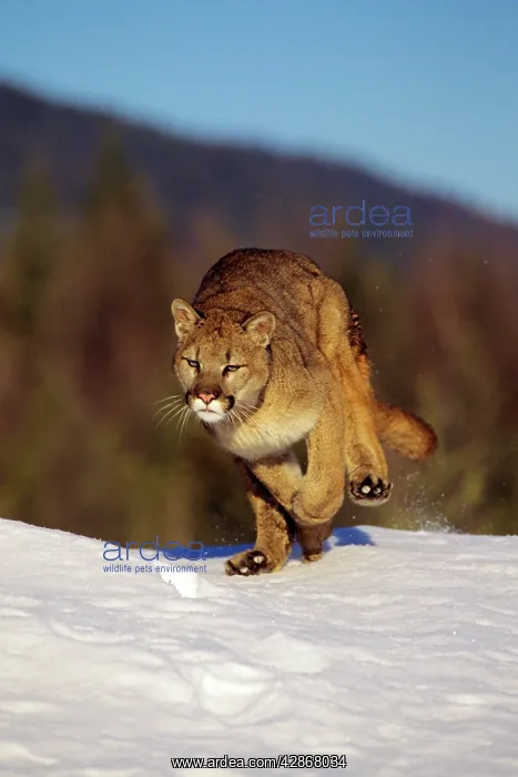 : Cougar / Mountain Lion / Puma : Cougar / Mountain Lion / Puma