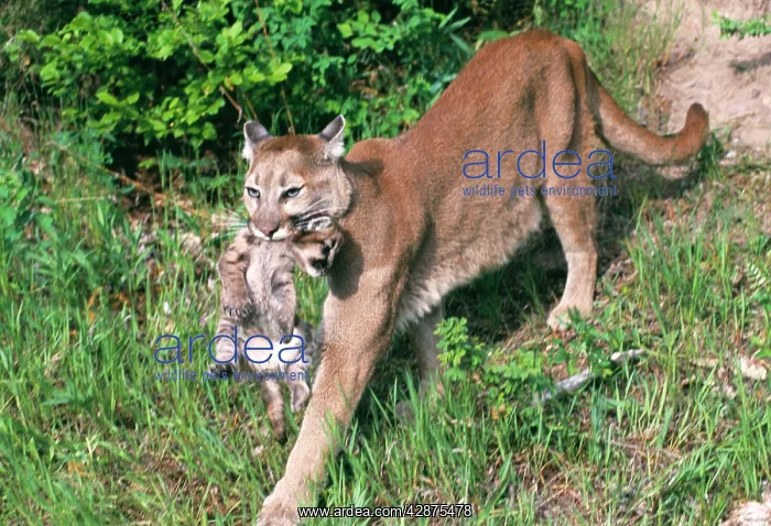 : Cougar / Mountain Lion / Puma : Cougar / Mountain Lion / Puma