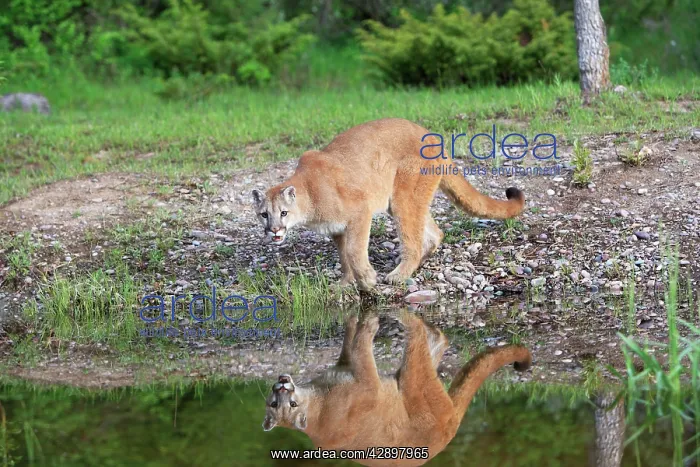 : Cougar / Mountain Lion / Puma : Cougar / Mountain Lion / Puma