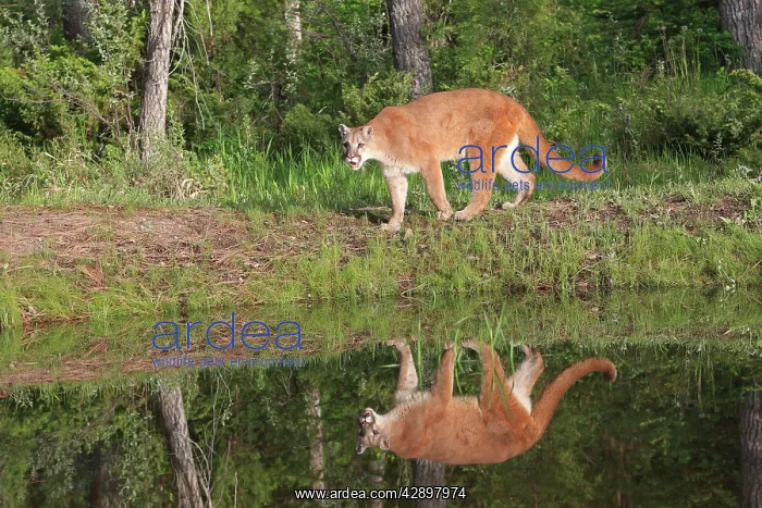  : Cougar  /  Mountain Lion  /  Puma