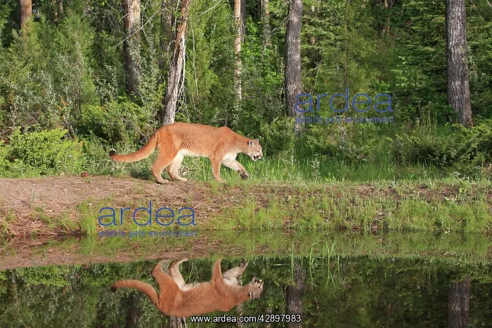 : Cougar / Mountain Lion / Puma : Cougar / Mountain Lion / Puma