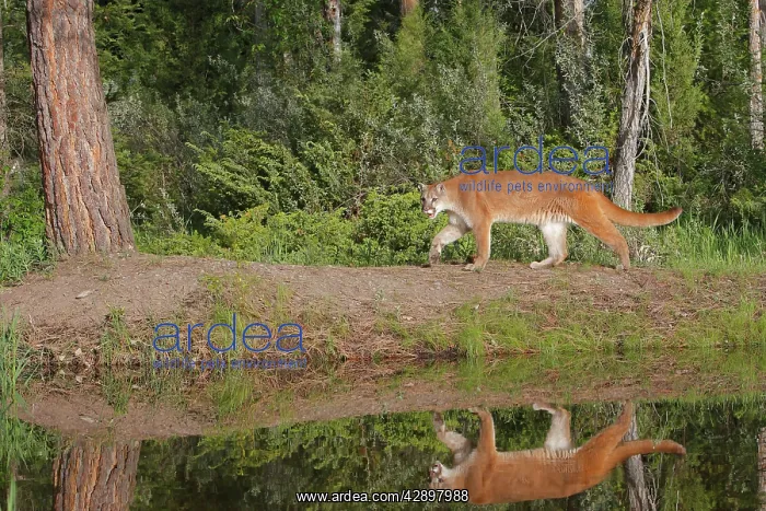 : Cougar / Mountain Lion / Puma : Cougar / Mountain Lion / Puma
