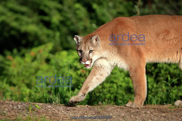 : Cougar / Mountain Lion / Puma : Cougar / Mountain Lion / Puma
