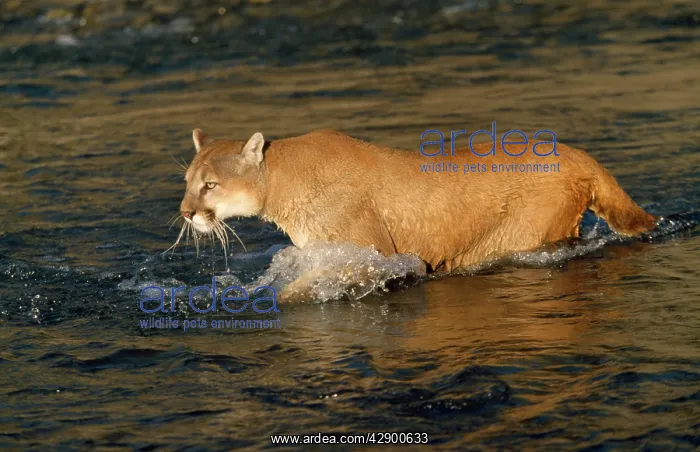 : Cougar / Mountain Lion / Puma : Cougar / Mountain Lion / Puma