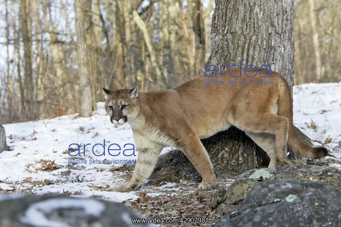 : Cougar / Mountain Lion / Puma : Cougar / Mountain Lion / Puma