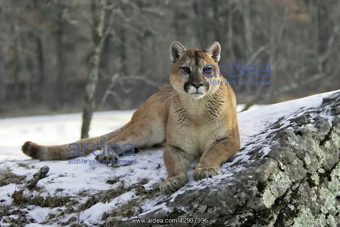 : Cougar / Mountain Lion / Puma : Cougar / Mountain Lion / Puma