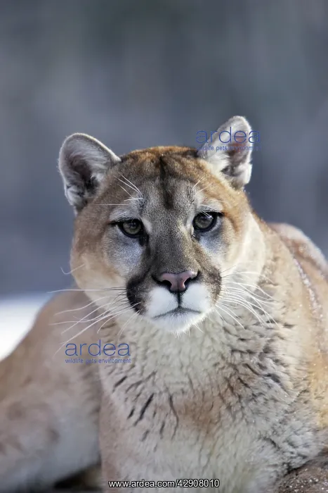 : Cougar / Mountain Lion / Puma : Cougar / Mountain Lion / Puma