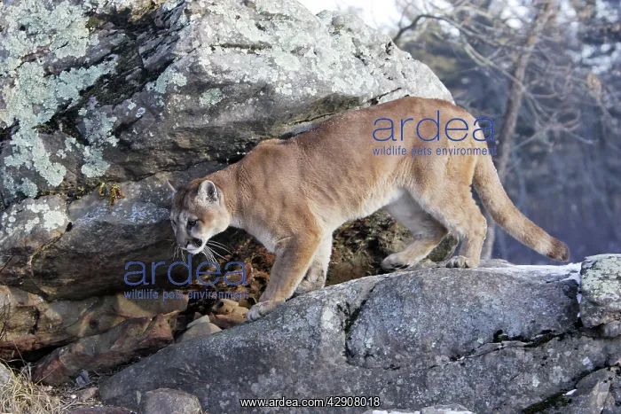 : Cougar / Mountain Lion / Puma : Cougar / Mountain Lion / Puma