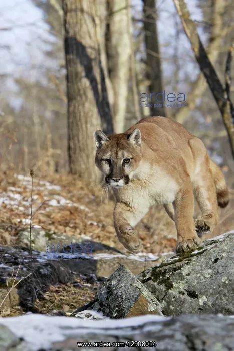 : Cougar / Mountain Lion / Puma : Cougar / Mountain Lion / Puma
